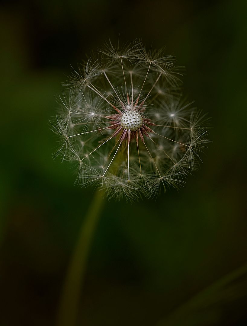 flower bloom