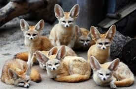 Foxs