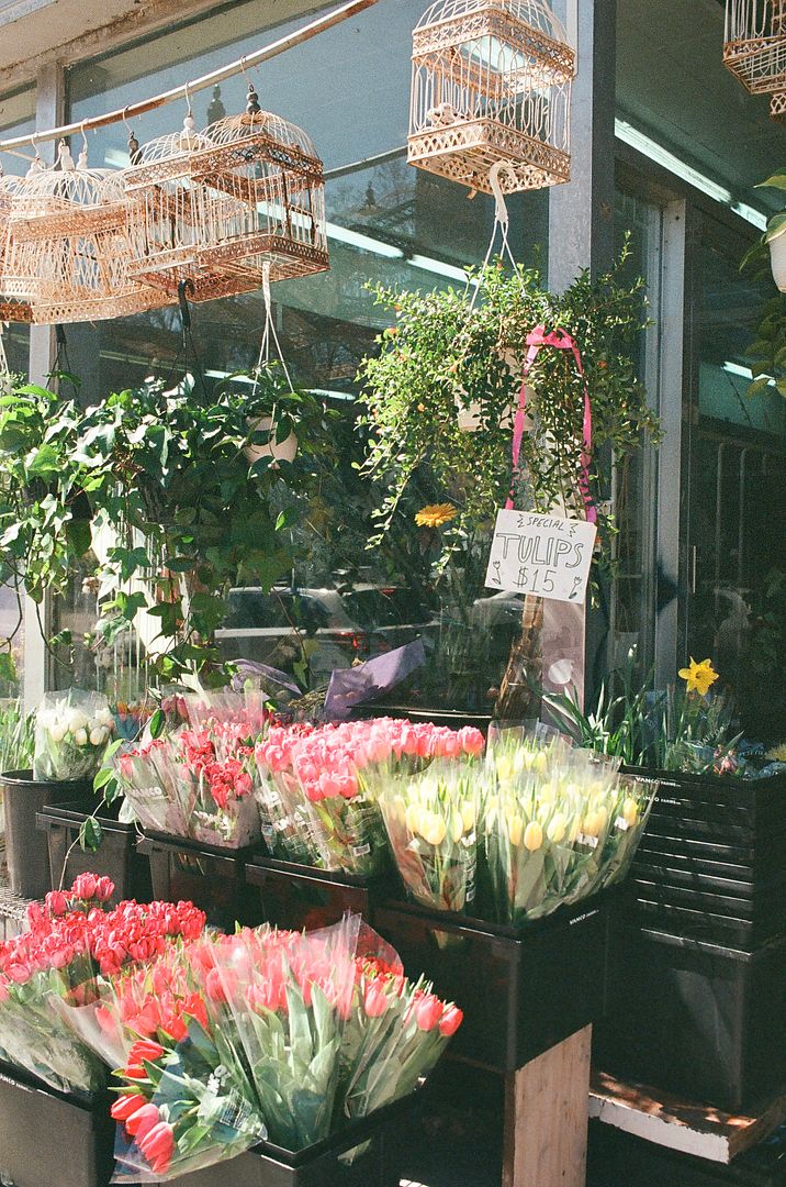 tulips for sale