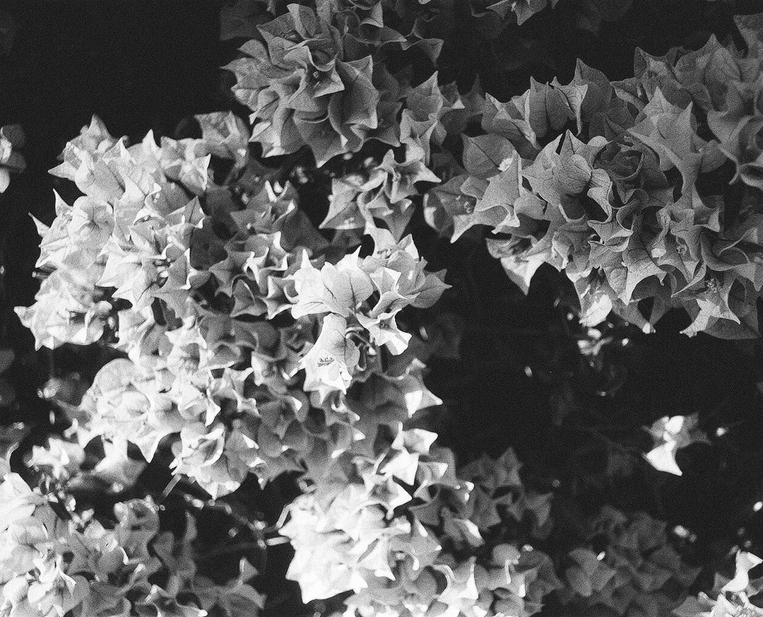 bougainvillea on b&w filmstock