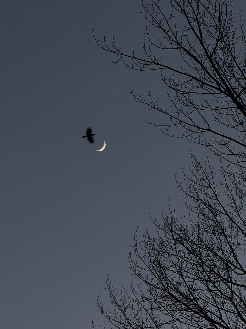 Bird and the moon