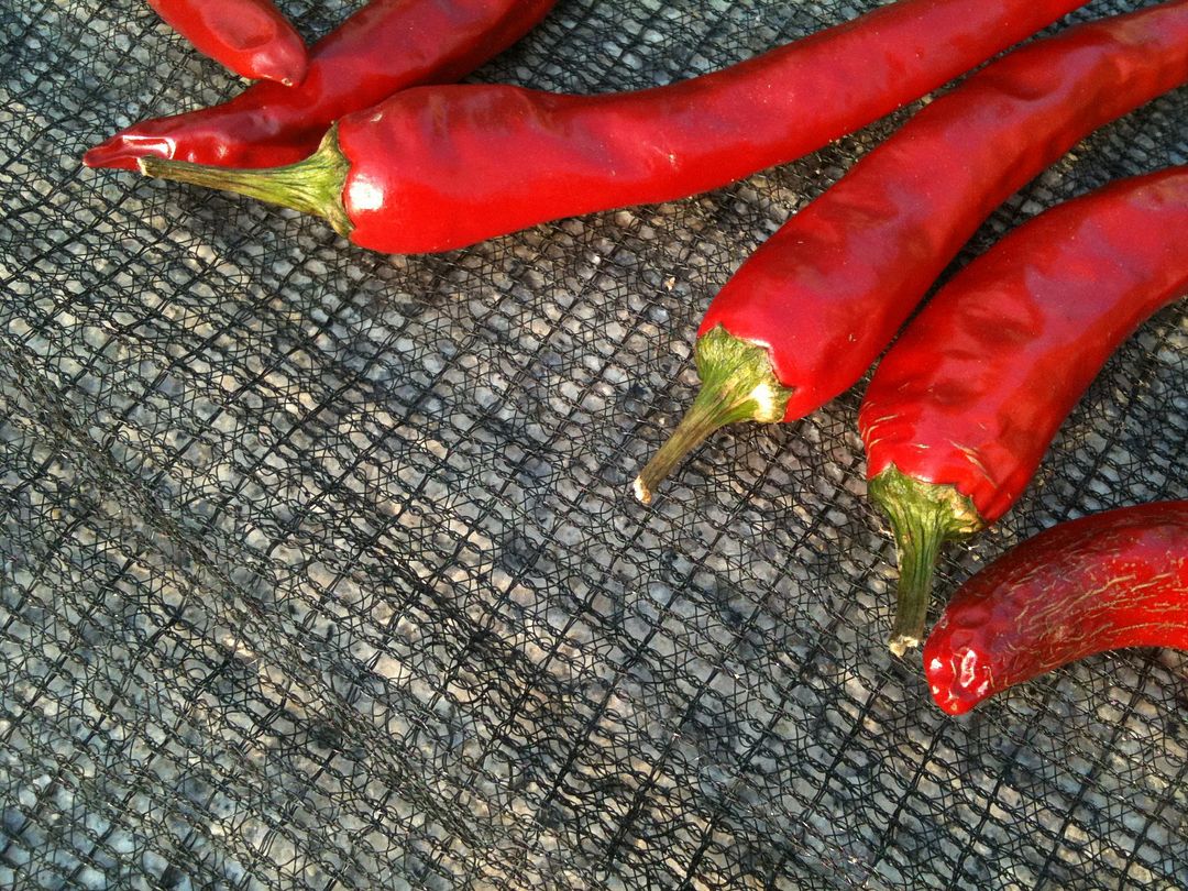 red pepper