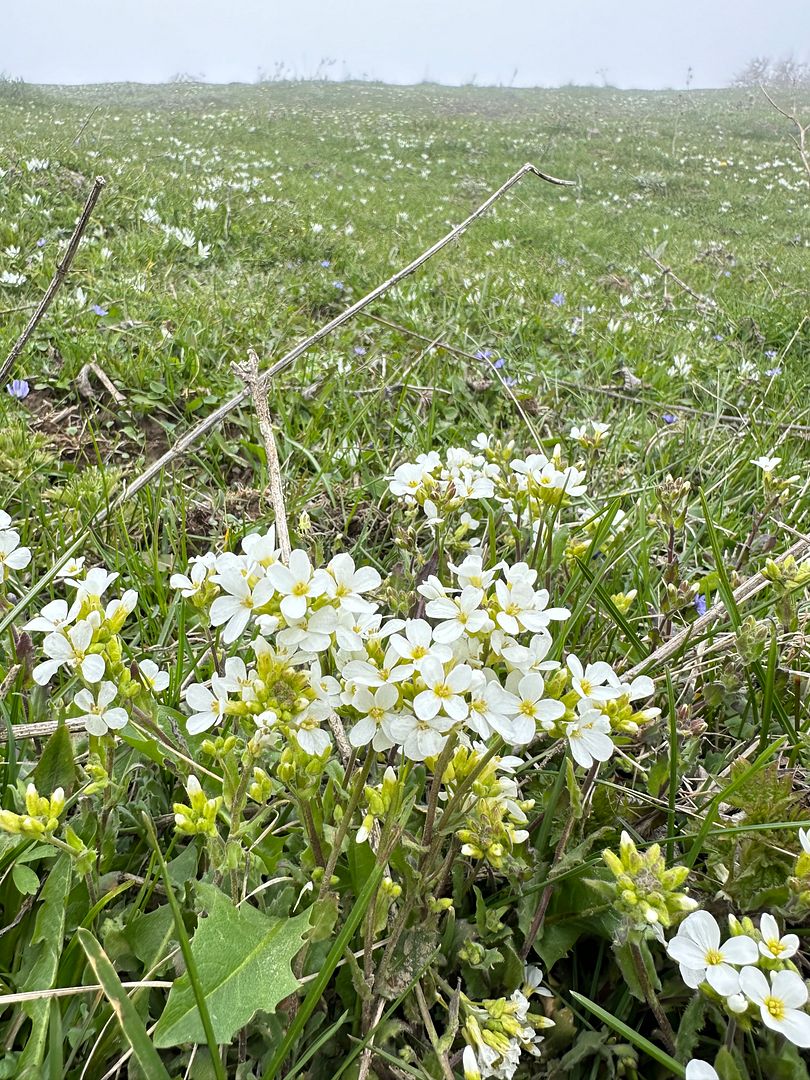 White wild flower