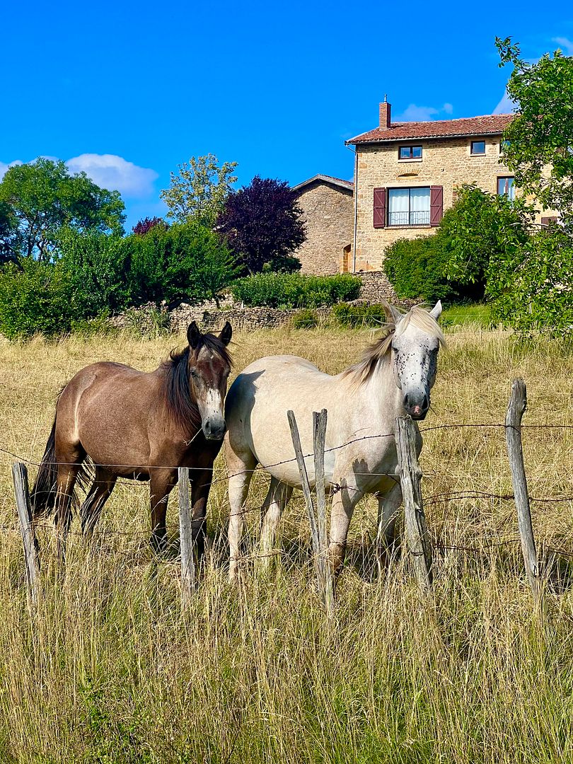 horseday