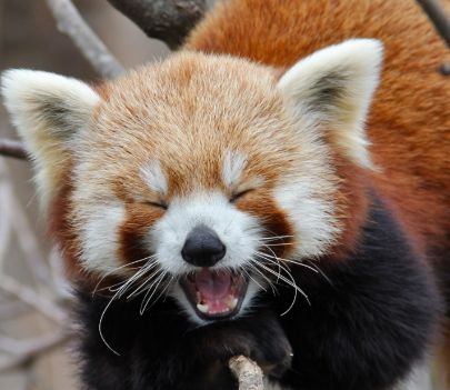 Red Panda #5