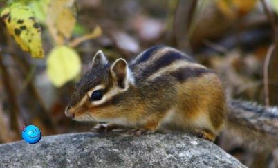 Chipmunk