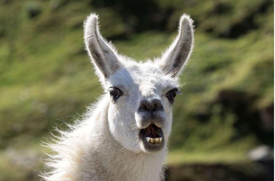 lama