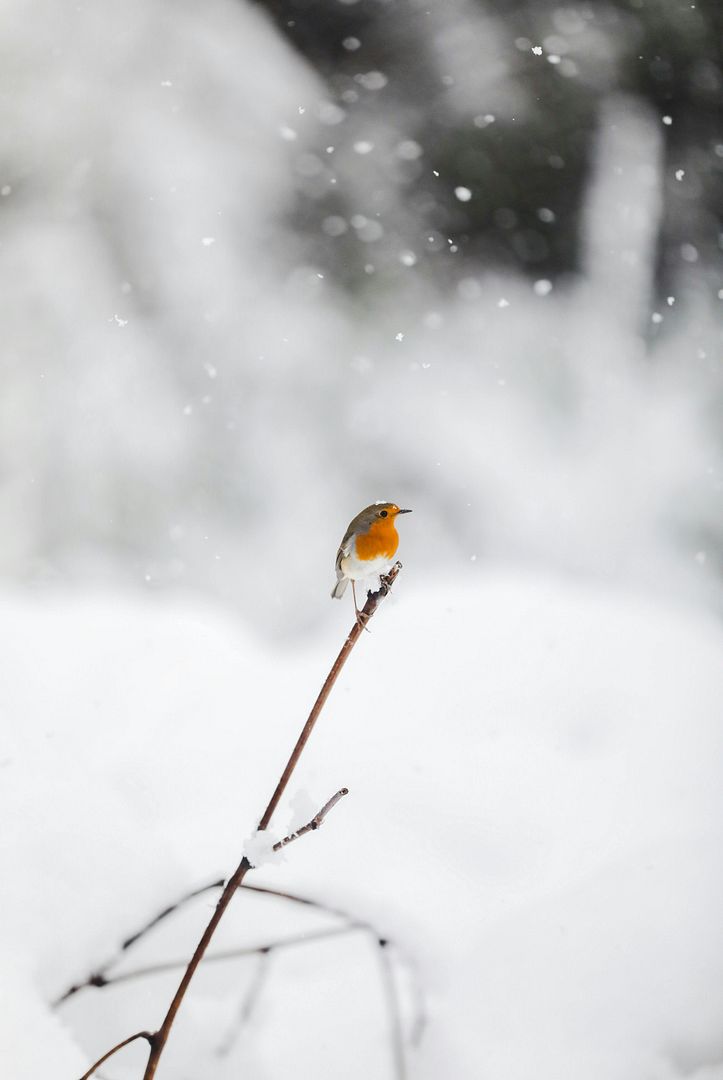 a lonely bird