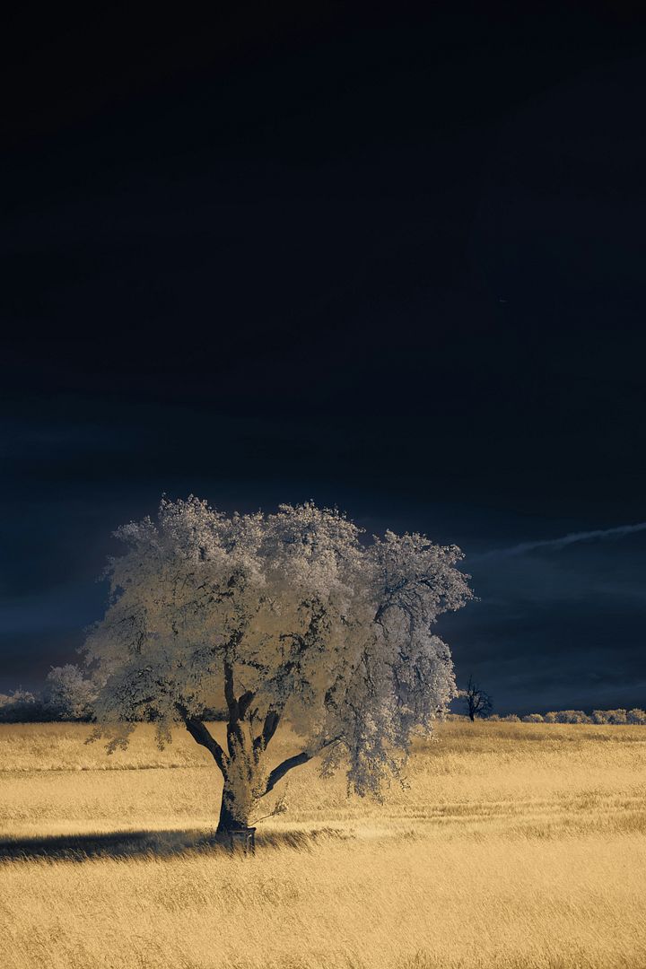 a lone tree in a field at night