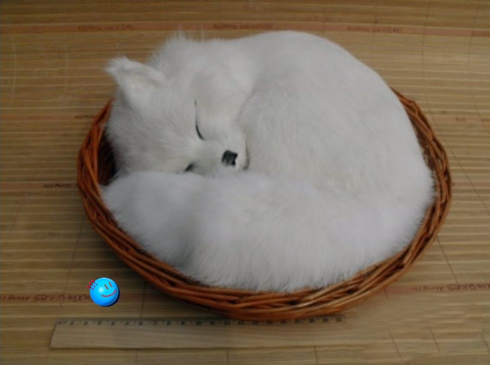 Arctic Fox