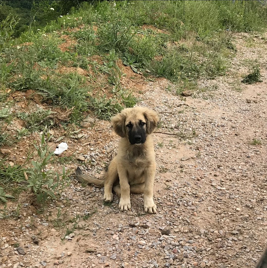 Mutsuz Köpek