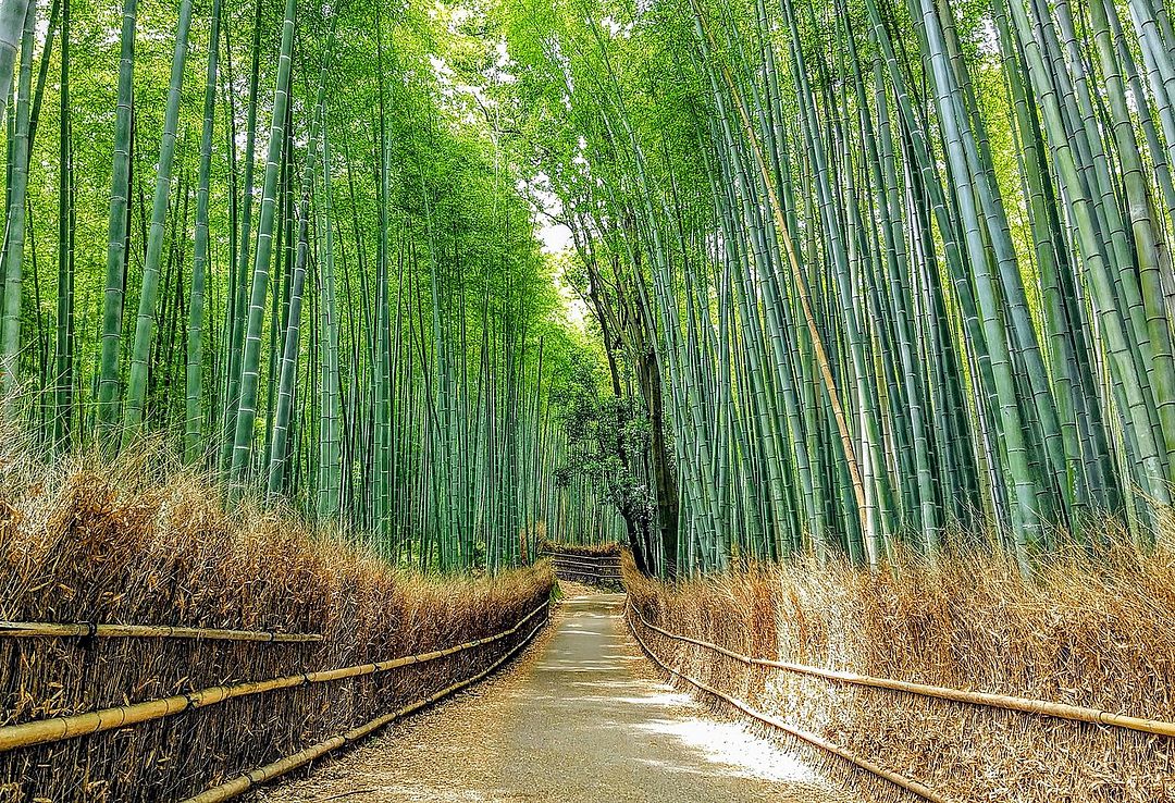 Arashiyama1