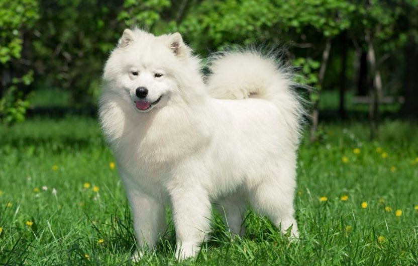 small white dog