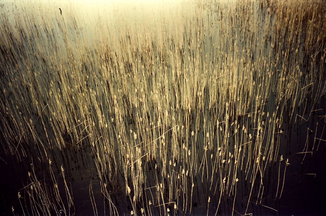 The Dance of Reeds