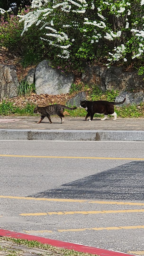 산책냥