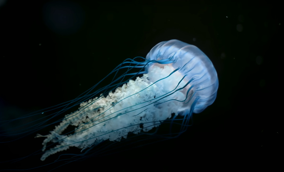 Jellyfish