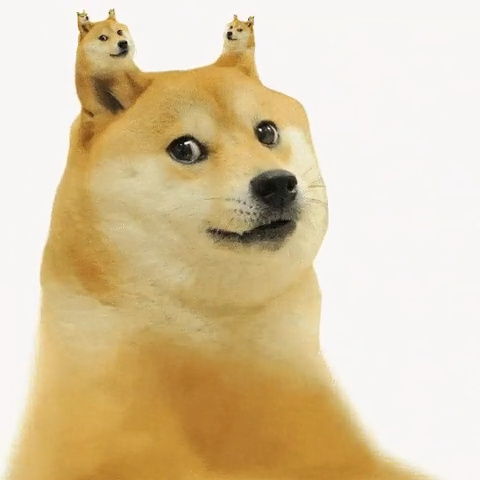 $DOGE