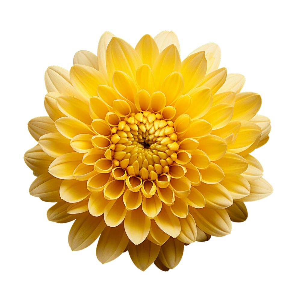 Chrysanthemum yellow