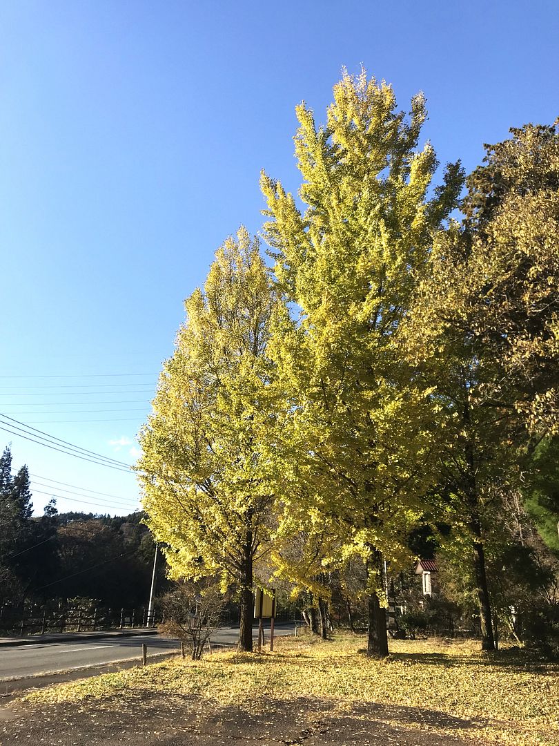 Autumn in Japan 　- Ginkgo Trees -