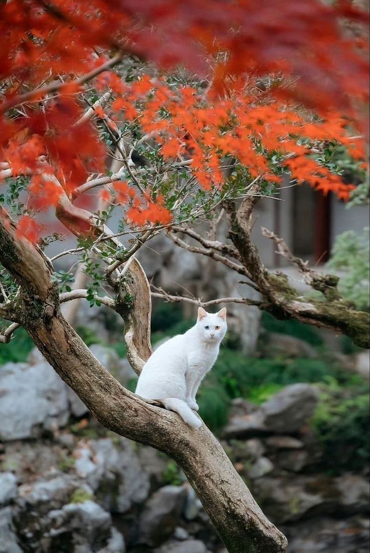 White cat