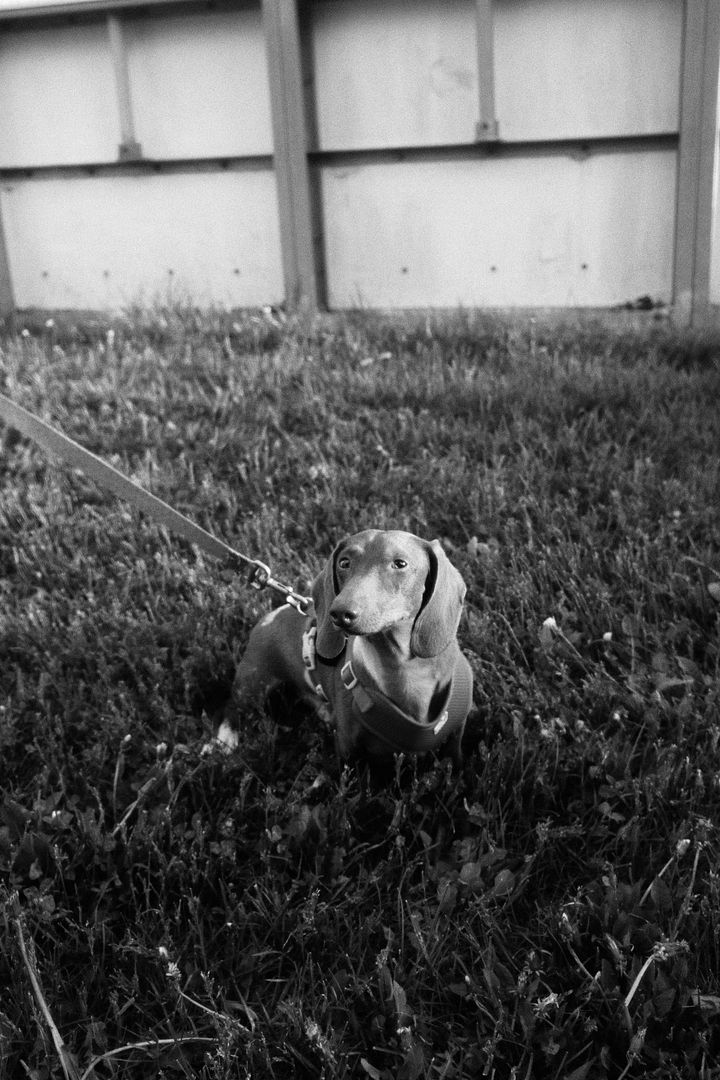 Lando the dog in black and white