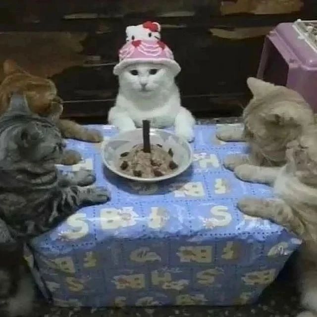 b-day cat party 1