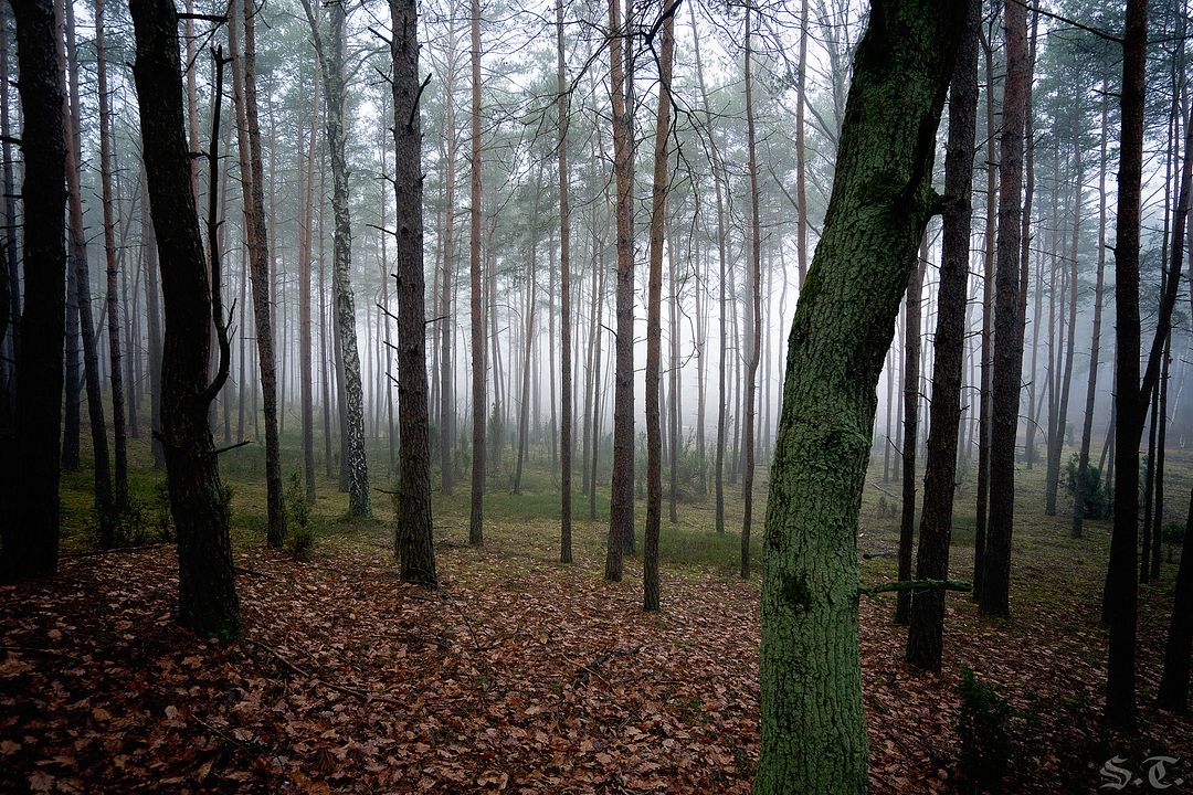 Forest Fog