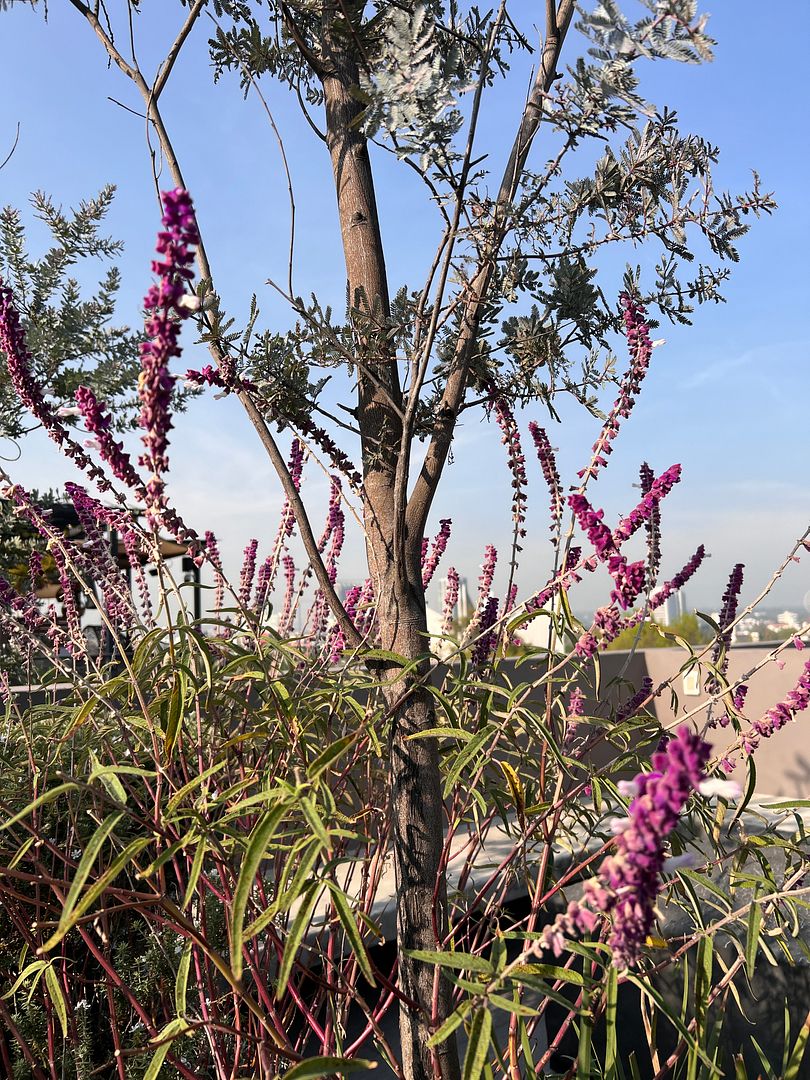 Flowers on the rooftop in Mexico City