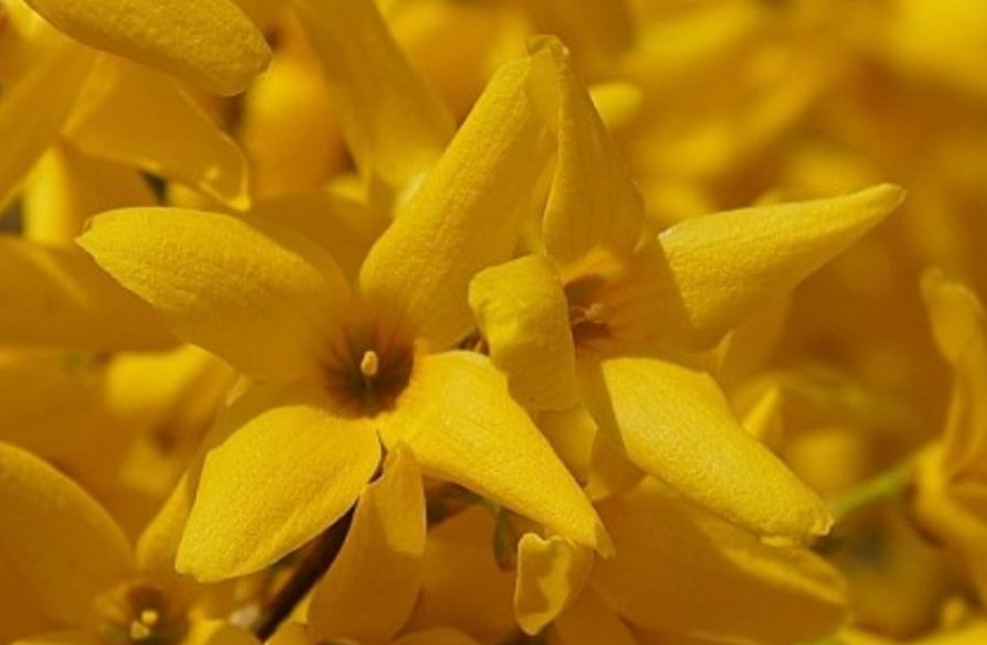 Forsythias flower language  Hope, love, wait