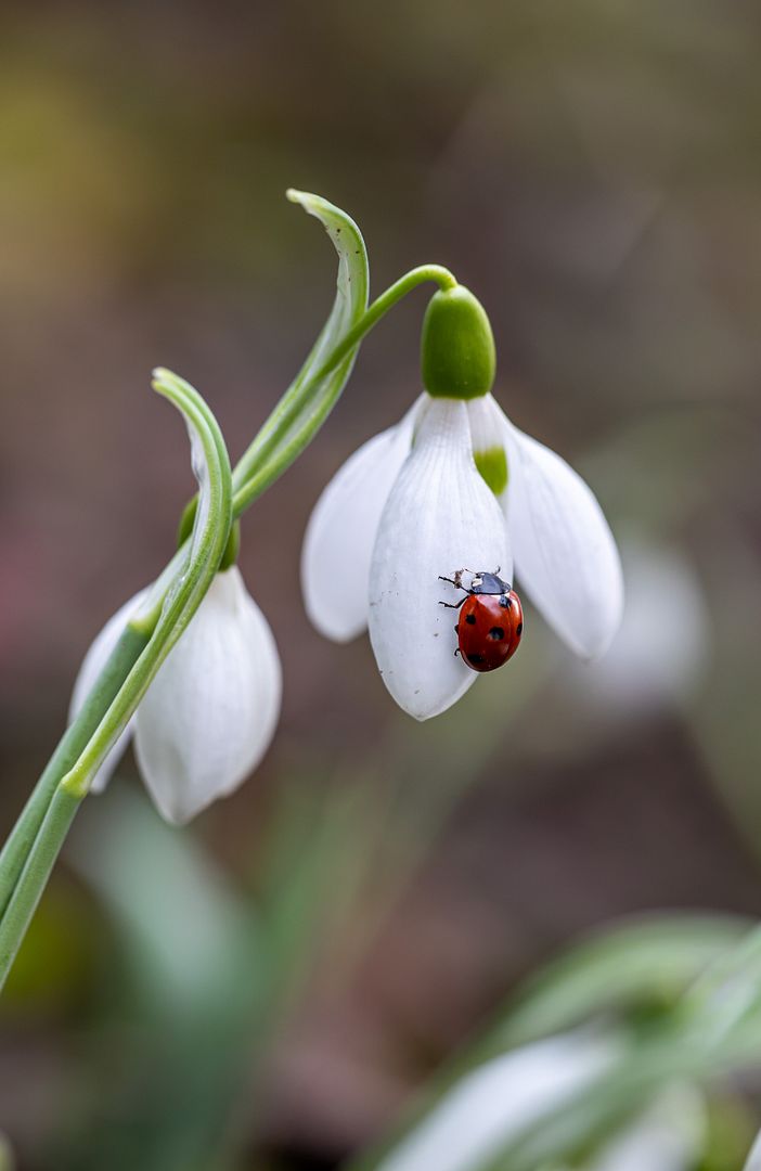 Ladybug flower