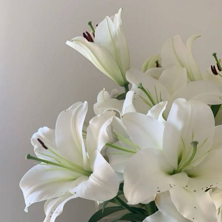 white lilies