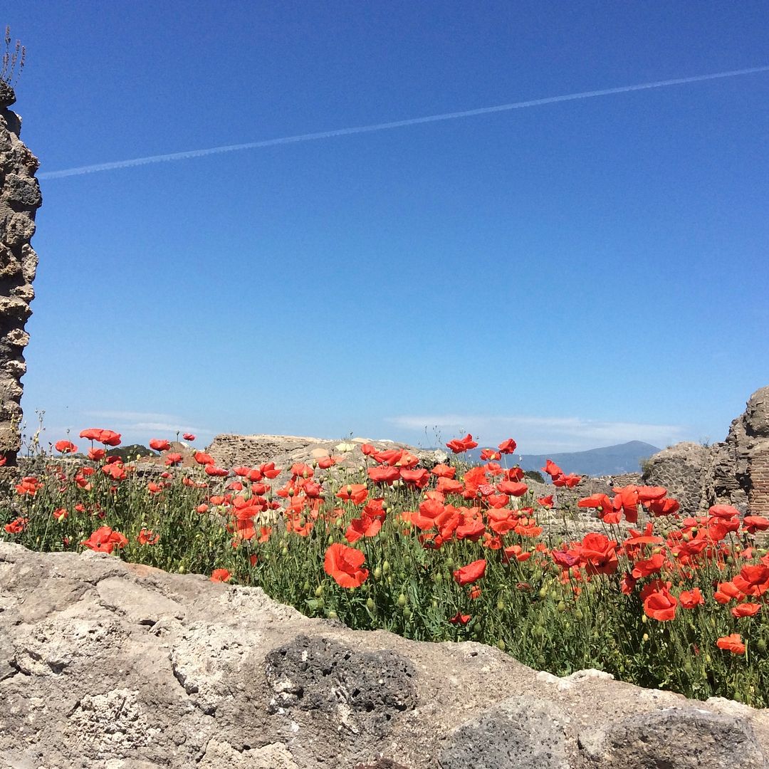 Blooming poppies in ancient Pompeii