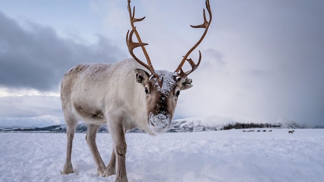 Reindeer