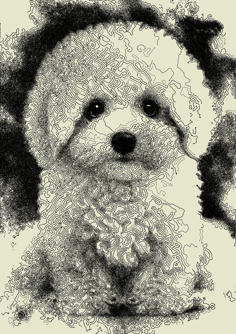 Coding Art: BICHON by @terakiart