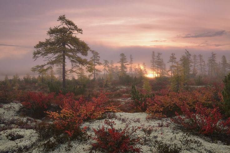 snowy forest