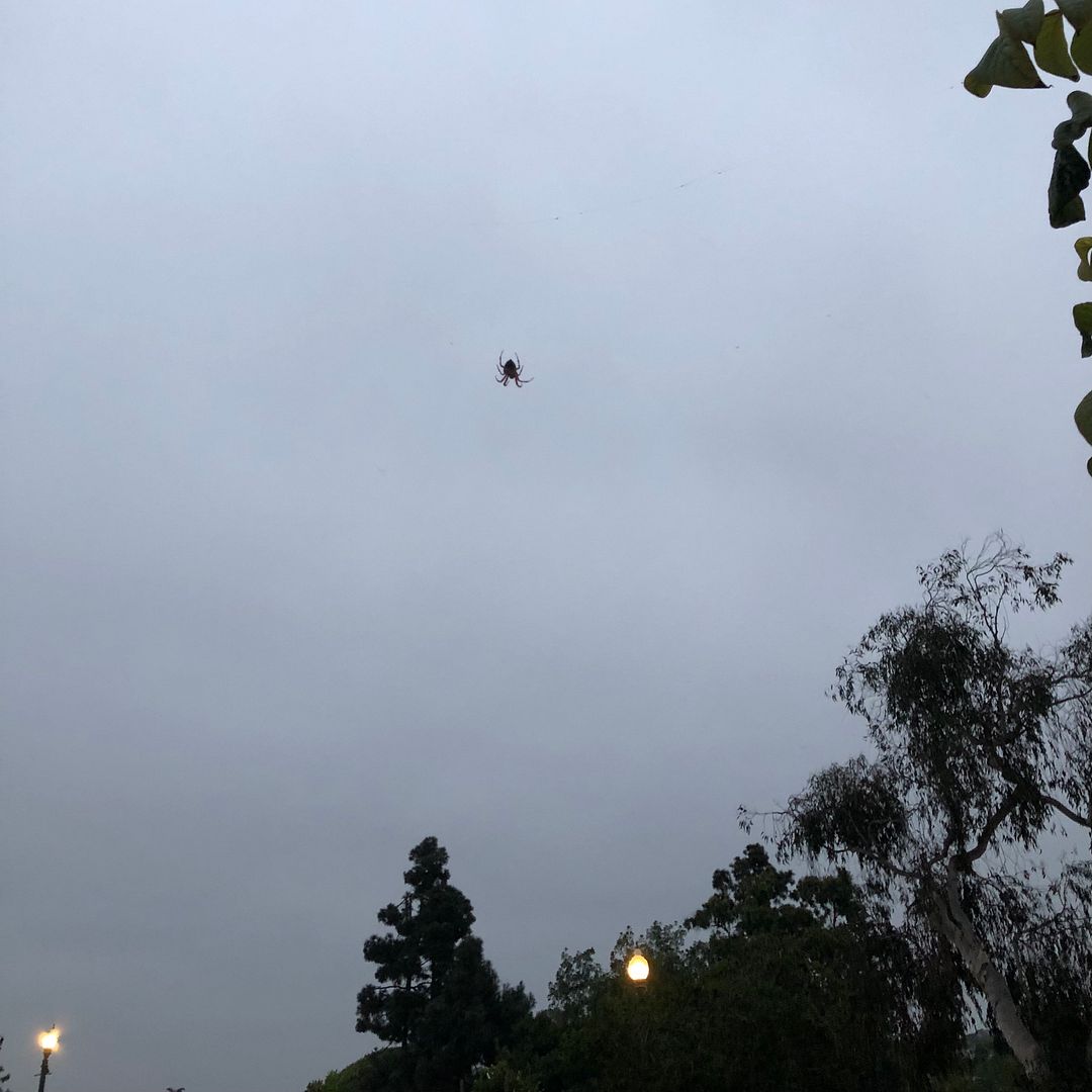 Spider Kite