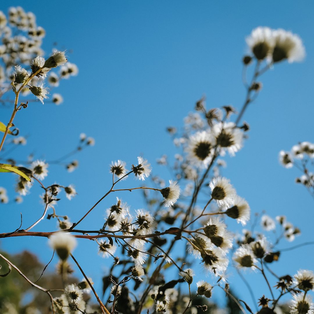 wishing petals