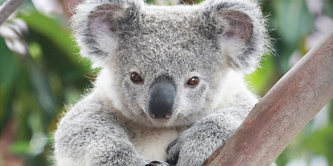 koala