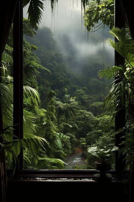 rainy jungle