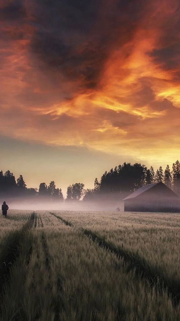 Field Mist in Finland🇫🇮🌇🌇