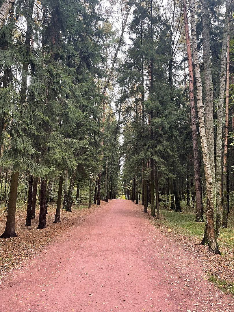 The road in the forest