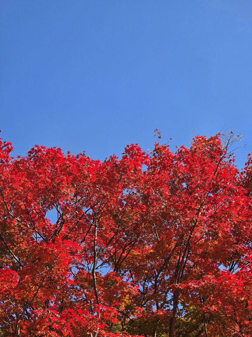 Autumn leaves in the Korean Hwadam Forest