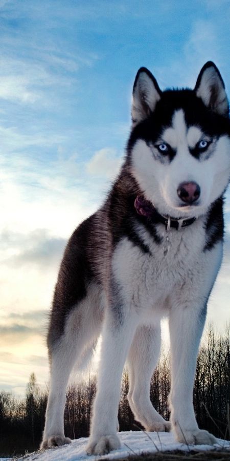 the husky