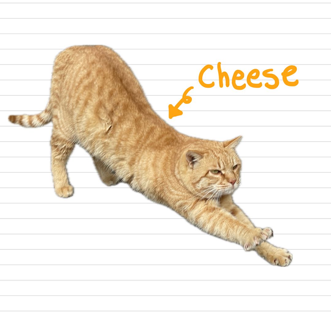 Cat_Cheese_4