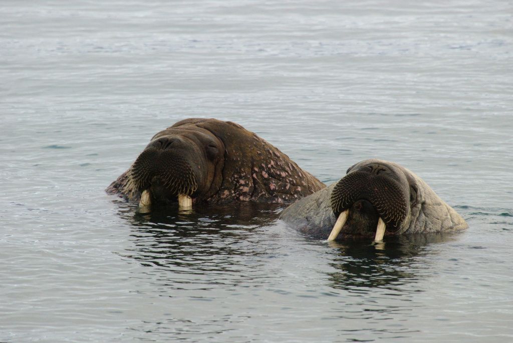 November 24 is Walrus Day.