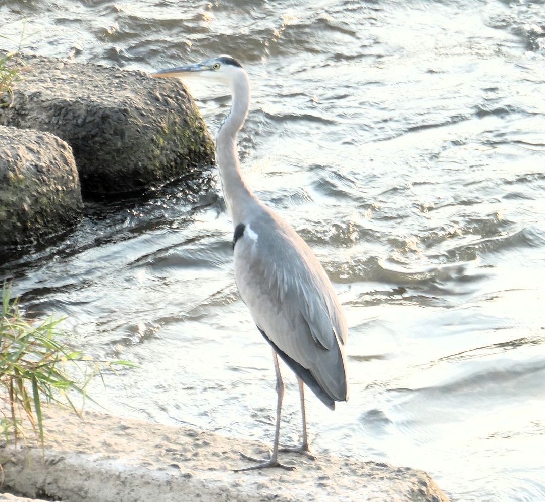 アオサギ：Grey Heron