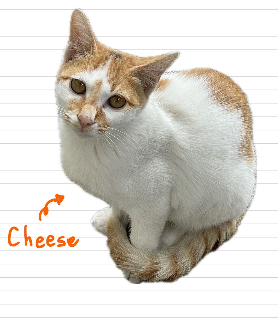 Cat_Cheese_30