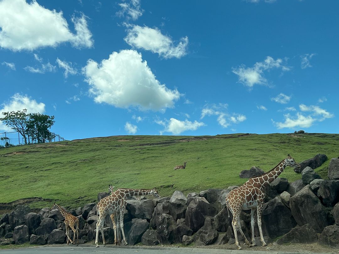 Giraffe Family