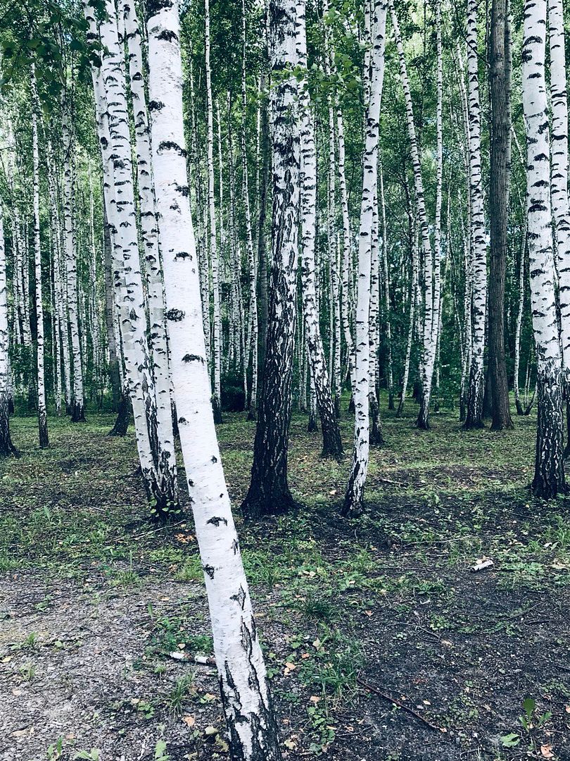 Birch forest