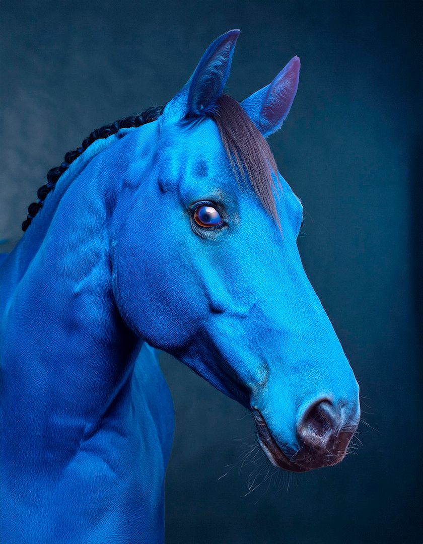 MY BLUE ZORA HORSE